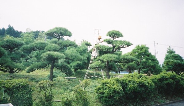 gardening_at_taisekiji.jpg