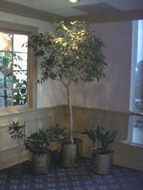 thegardenclub.jpg